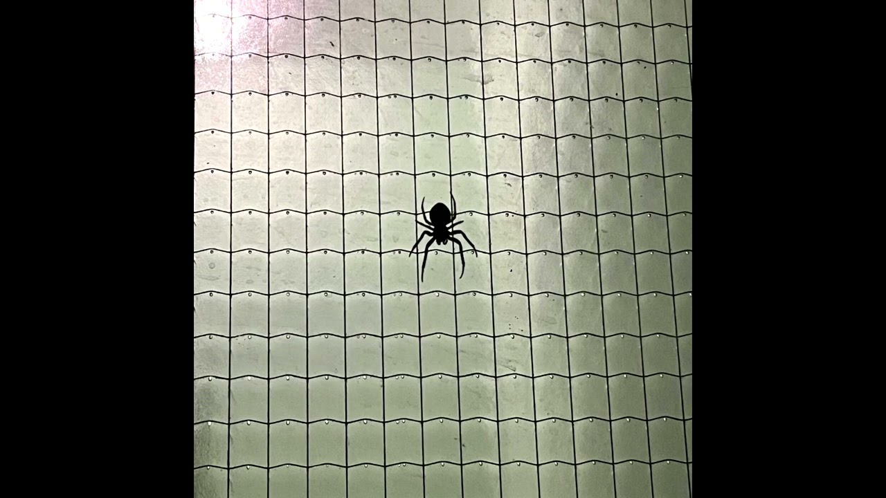 Cute Russian Poet feat. 11NEFRIT - Morningnight (Official Music Video)