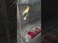 my cocktail setup 🦜 #birds