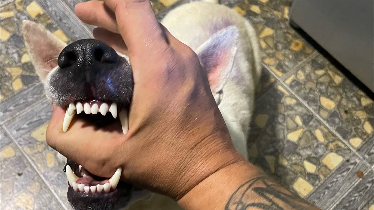 Thai perhe. 45min avautumista. KUITUNEN. Thaimaa 2022.