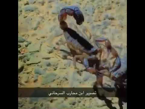 تزاوج العقارب سبحان الله 