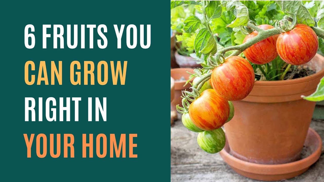 6 Fruits You Can Grow Right in Your Home YouTube