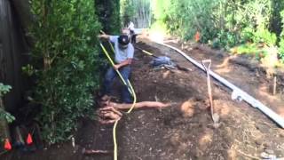 Selective Root Removal