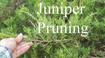 10 22 Juniper Pruning