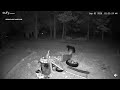 Black bear spotted wandering in La Pine area