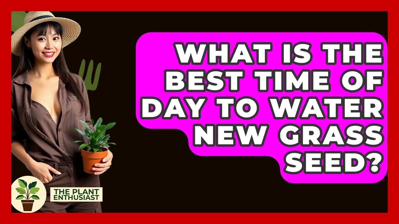 What Is The Best Time Of Day To Water New Grass Seed? - The Plant Enthusiast