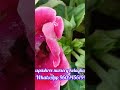 Gloxinia flowers plant puspashree nursery nursery 9609456194