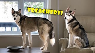 When Dogs Are Home Alone - Difference Between Male and Female Husky!