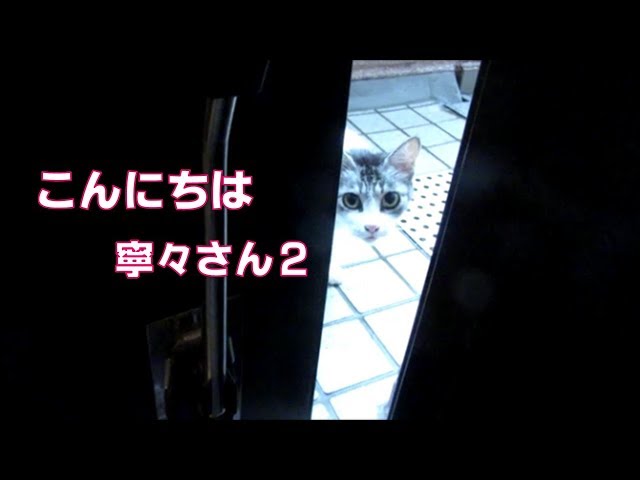 野良猫を見た時の反応２　遠くからでよろしいかと・・・