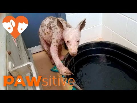 Unknown Animal Discovered in Dumpster - True Species Shocks Everyone | PAWsitive 🧡