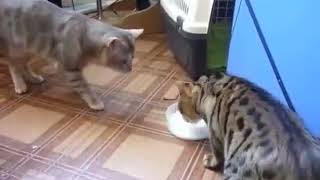 Gatos Compartiendo la comida