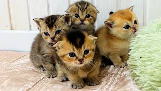 Baby kittens' first day in a new home by Kitten Street 4,980 views 3 weeks ago 4 minutes, 11 seconds