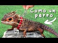 Conseguí un Dragón de Mascota