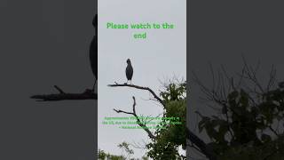 Yellow crowned night heron Shore birds Fishing line #birdsong #nature #pondheron #kayak
