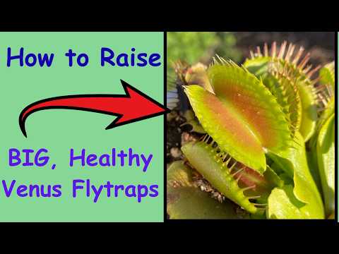 How to Grow BIG, Healthy Venus Flytraps like the Pros!