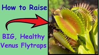 How to Grow BIG, Healthy Venus Flytraps like the Pros!