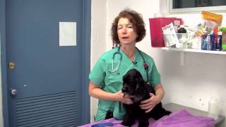 Famous Maddie's Shelter Medicine Program at Cornell University College of Veterinary Medicine Net Worth