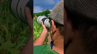 shelar farm Birding Point #shelarfarm #wildlife #wildlifephotography #trending #viral #youtubeshorts