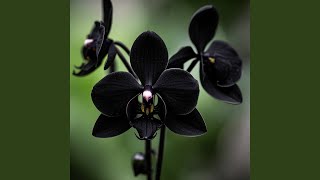 Tanpa Kata Tanpa Suara