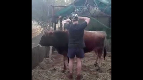 Шок пацан просто хотел покататься на быке