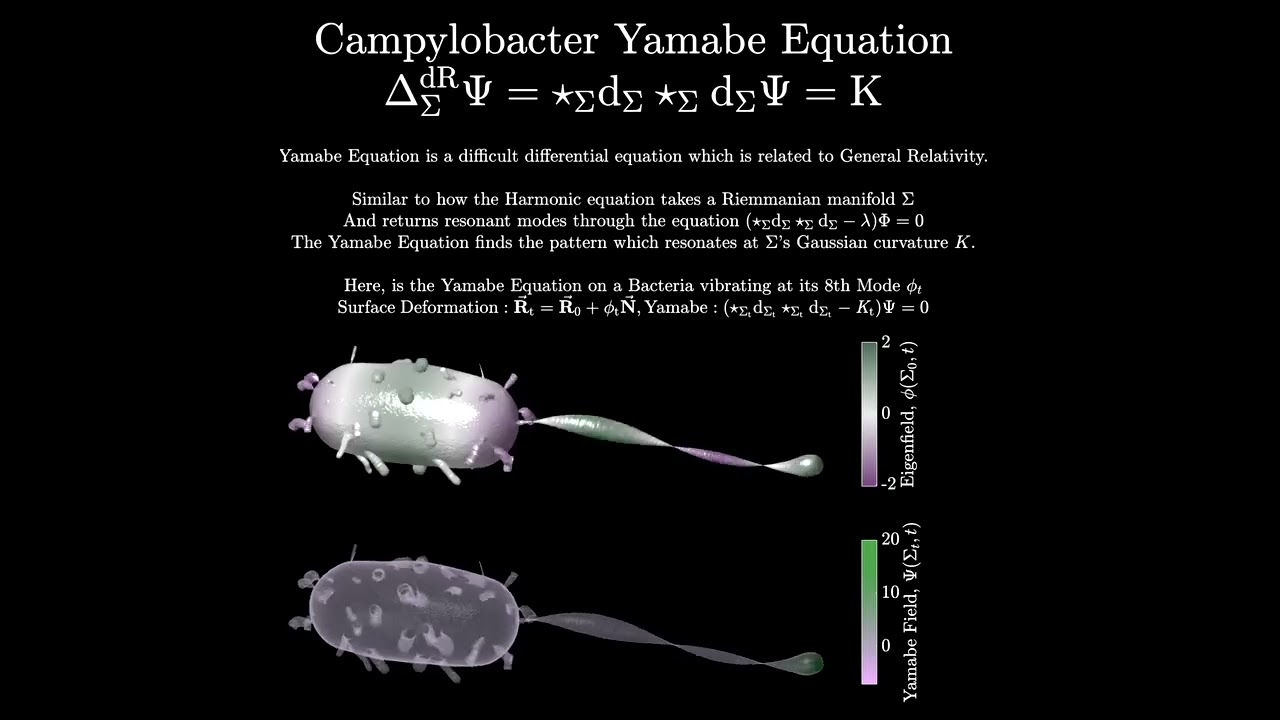 CAMPYLOBACTER YAMABE EQUATION 🦠