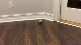 Is Sphero really all that great