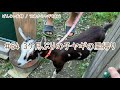 【76歳ヤギ飼い#21】3ヵ月ぶりに里帰りした子ヤギ 72歳からの楽しいシニアライフ#54