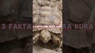 3 FAKTA UNIK KURA-KURA #kurakura #animals #faktaunik #shorts