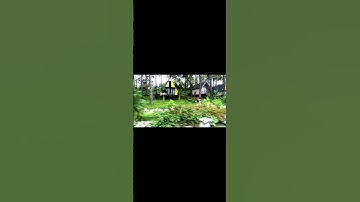 Tiếng gọi mùa yêu