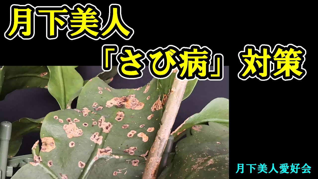 月下美人の さび病 対策 Youtube