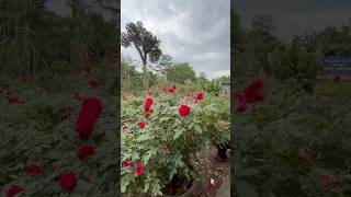 Bunga Mawar Kalimantan Sebanyak Ini Di Blitar berkebun bungamawar mawarmerah short shorts