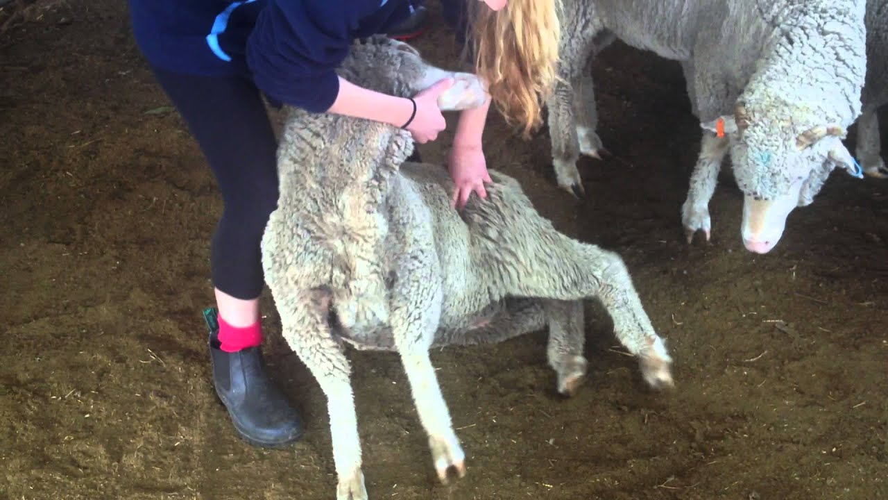 Sheep Handling YouTube