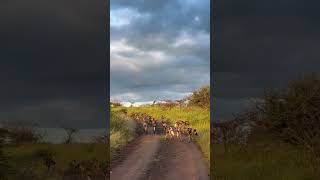Join us Live as we Monitor this Wild Dog Pack