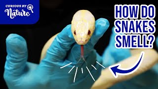 How Do Snakes Smell? Snake Scent Trailing!