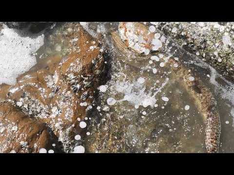 Tide is rising for some beachcombing: Ran into a moray eel, kept a few mud crabs for a feast, and...