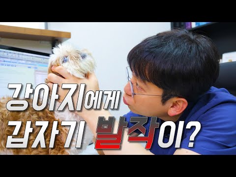 JTV전주방송[ JTV토닥 ] 25. 02. 09 방송분 토닥 142회 강아지뇌수막염