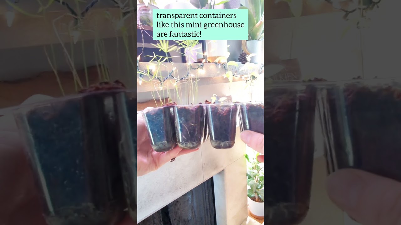 Asparagus Fern Seedling Roots 💚🌱 