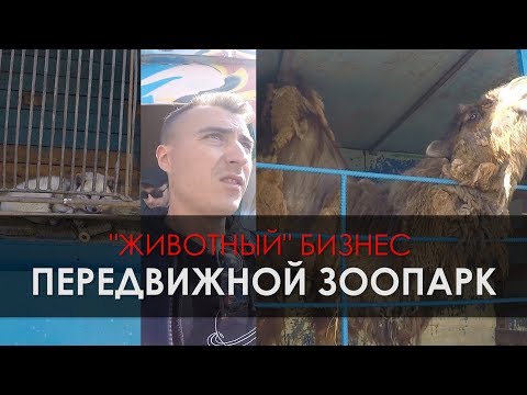 ПЕРЕДВИЖНОЙ ЗООПАРК В УЛЬЯНОВСКЕ. СОСТОЯНИЕ ЖИВОТНЫХ