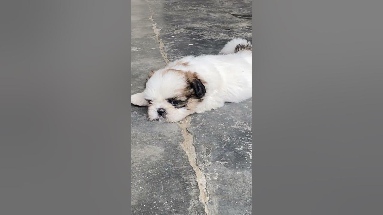7037603004 🤙 Dog Shop ShihTzu Dehradun Haridwar Roorkee Muzaffarnagar