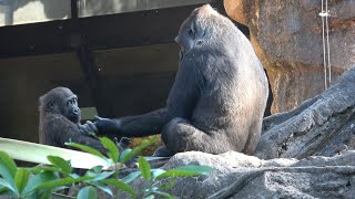 コモモに抱っこしてもらってもちょっとぎこちないスモモ🙁♥️ ゴリラ