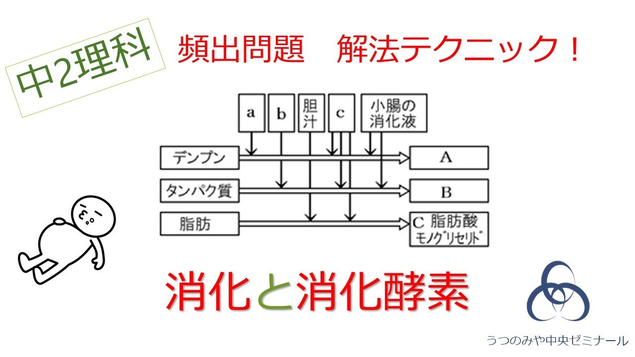 消化と消化酵素をマスターしよう！