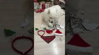 My Dogs Don't Like Their Gifts 😂 | Day 9 Advent Calendar #Shorts #Dog