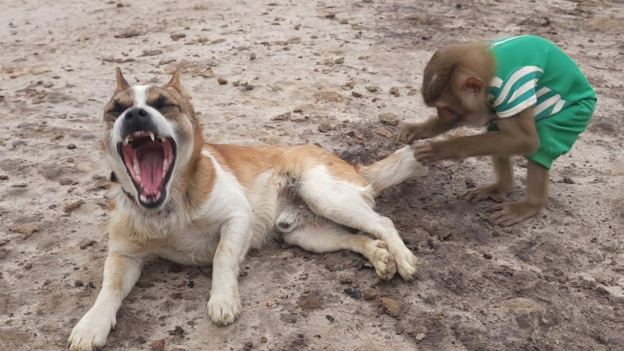 Что произошло между обезьянкой Ламбо и собакой Пхат Таем?
