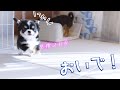 【ご家族募集中】生後2か月のパピーチワワが激カワな件とお知らせ...etc
