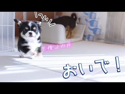 【ご家族募集中】生後2か月のパピーチワワが激カワな件とお知らせ...etc