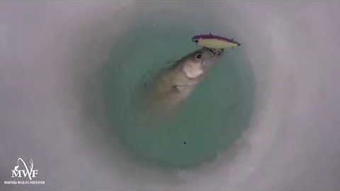 Below the Surface with Dr. B - Dissolved Oxygen