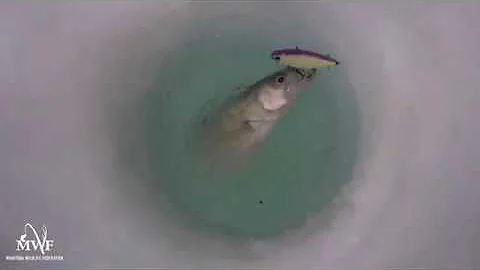 Below the Surface with Dr. B - Dissolved Oxygen