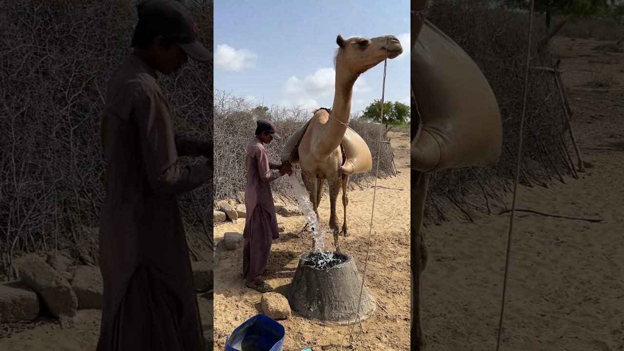 يجلب المزارعون مياه الأمطار من أماكن بعيدة على ظهور الجمال ويصبونها في خزاناتهم