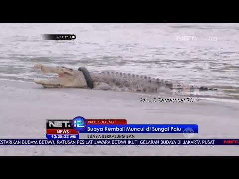 Thumbnail for Setahun Menghilang, Buaya Berkalung Ban Kembali Muncul ke Permukaan Sungai - NET12