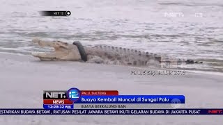 Setahun Menghilang, Buaya Berkalung Ban Kembali Muncul ke Permukaan Sungai - NET12