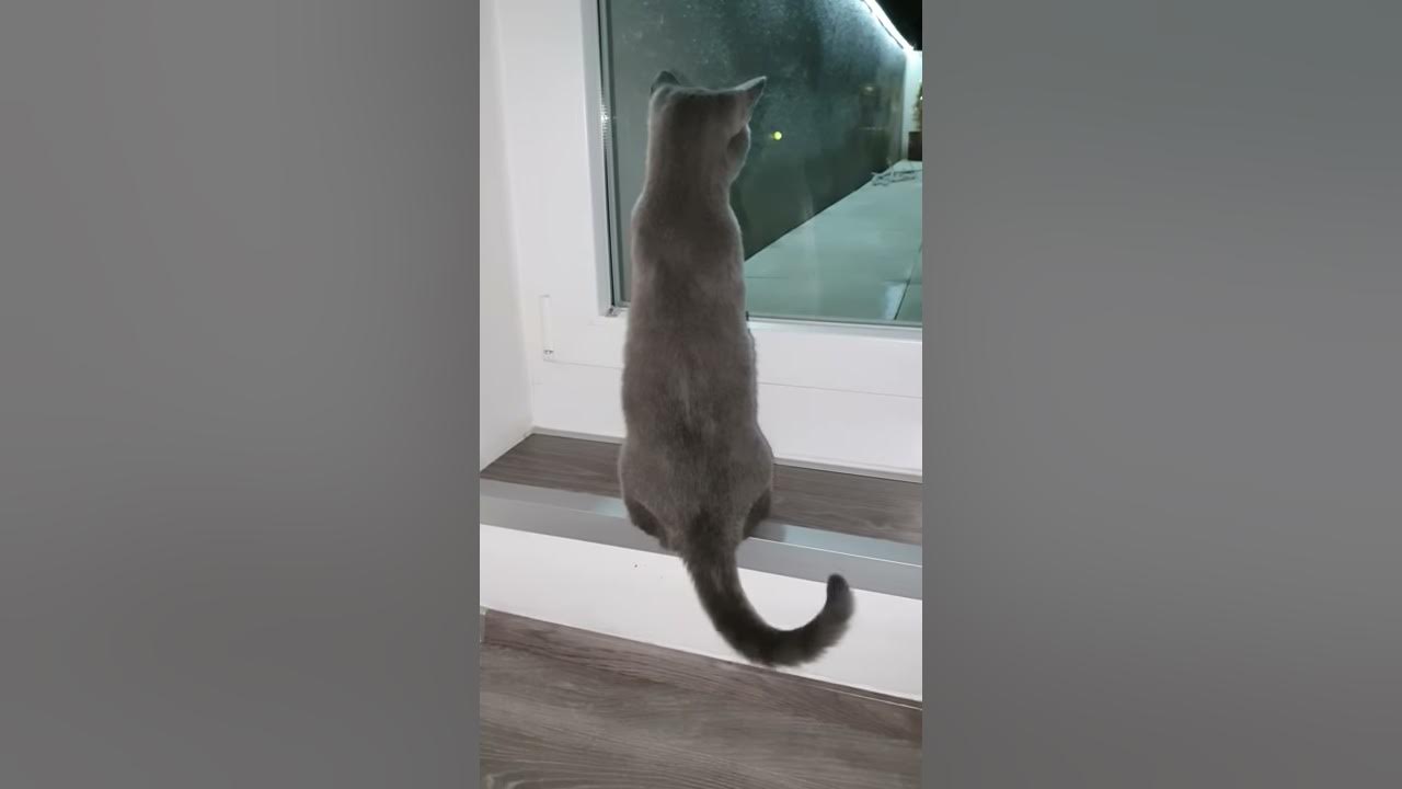 Bkh Katze wedelt mit dem Schwanz YouTube